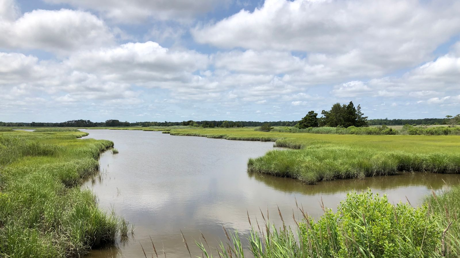 Salt Marshes Are Essential Climate Solutions. How Do We Protect Them?