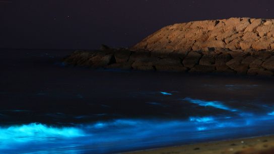 Phytoplankton: How Too Much of a Good Thing Causes Problems (Deep Dive)