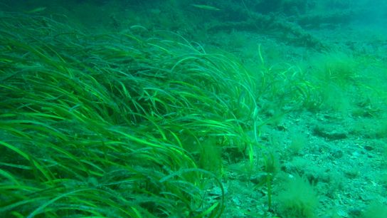 Is the Seagrass Always Greener? A Climate Guide to Seagrass (Deep Dive)