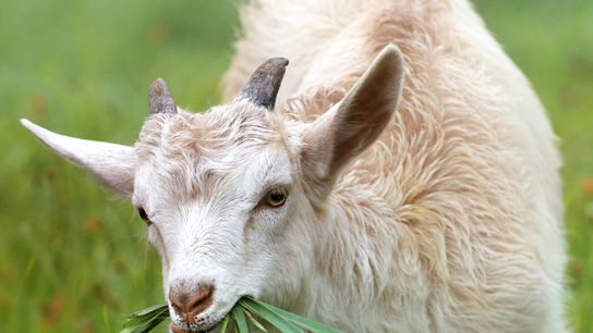 Goats Are Pooping to Prevent Wildfires, Firefighters More Hesitant (Humor)