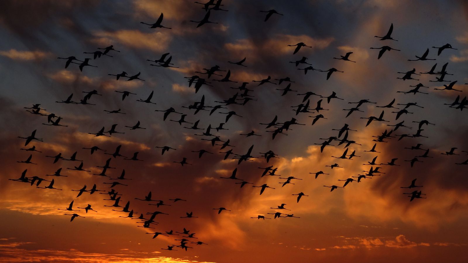 Weather Forecast Predicts 430 Million Birds, Light Rain