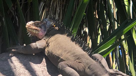 Critically Endangered Iguana Thrives on Remote Caribbean Island (news)