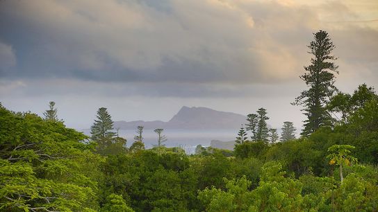 These Australian Snails Were Thought to Be Extinct. Now, Hundreds Are Back in the Wild. (news)