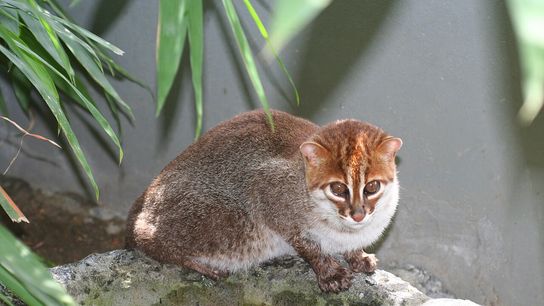 This Thai Cat Species Was Thought to Be Extinct, Until Now (news)