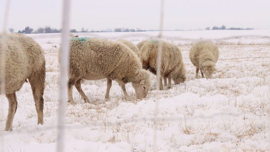Wool, Beer and Cleaner Water: Just a Few Iowa Products From an Experimental Grain (news)