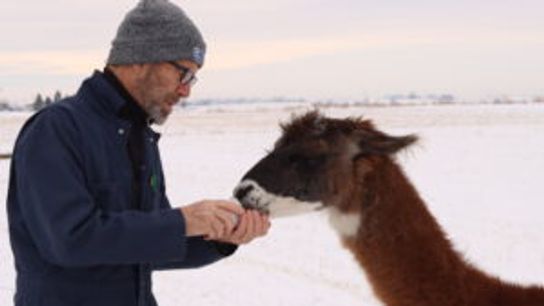 Lee Tesdell feeds his llama, Lennie, who guards the sheep flock he grazes on Kernza. Lee Tesdell feeds his llama, Lennie, who guards the sheep flock he grazes on Kernza.