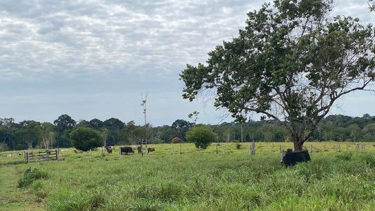 Silvopasture Reduces Beef's Climate Impact. Could It Work in Peru? (news)