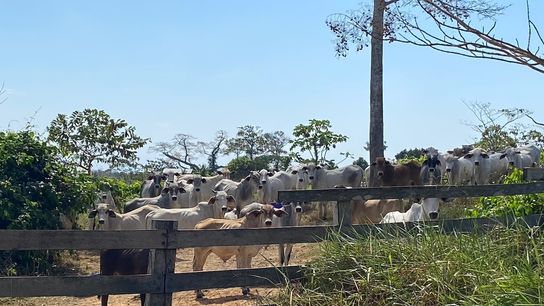 A herd of cows in a forested section of Antonio Cardozo’s farm. A herd of cows in a forested section of Antonio Cardozo’s farm.