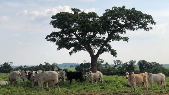 Cattle ranching is a key economic driver in Mato Grosso, Brazil’s agricultural heartland. In Peixoto de Azevedo, forest has given way to pasture and soy fields at a breakneck pace, putting pressure on Indigenous territories like Capoto/Jarina. Cattle ranching is a key economic driver in Mato Grosso, Brazil’s agricultural heartland. In Peixoto de Azevedo, forest has given way to pasture and soy fields at a breakneck pace, putting pressure on Indigenous territories like Capoto/Jarina.