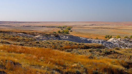 The Nature Conservancy raises both cattle and bison at Smoky Valley Ranch in western Kansas. TNC transfers some surplus bison to tribal nations for restoration and stewardship. The Nature Conservancy raises both cattle and bison at Smoky Valley Ranch in western Kansas. TNC transfers some surplus bison to tribal nations for restoration and stewardship.