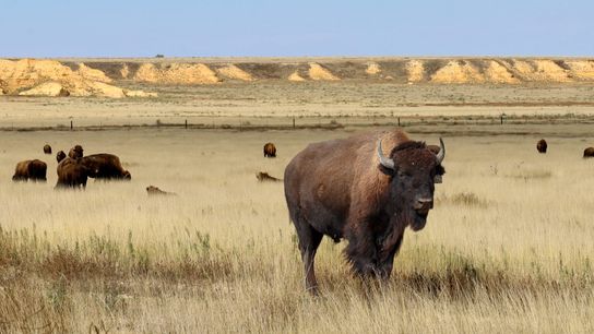 Mixed and shortgrass prairie on the Smoky Valley Ranch changes color in the fall. Chalky outcroppings in the soil prevented the conversion to row crop agriculture. Mixed and shortgrass prairie on the Smoky Valley Ranch changes color in the fall. Chalky outcroppings in the soil prevented the conversion to row crop agriculture.